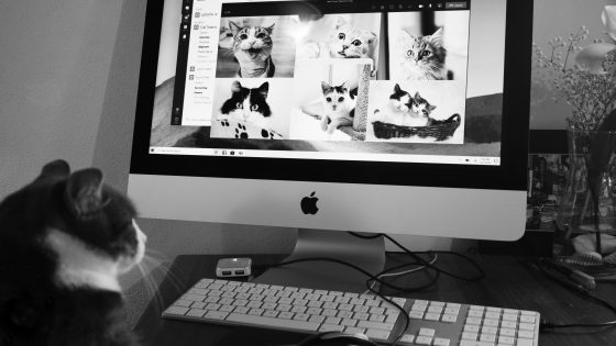 A cat is sitting on a desk and looking at a computer monitor which displays a gallery of cat photos